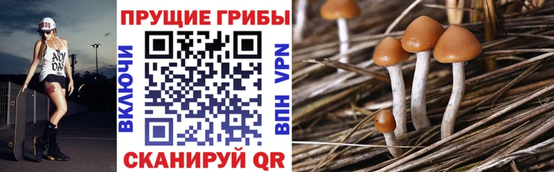 Псилоцибиновые грибы Cubensis Михайлов
